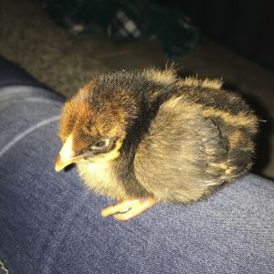 Lacy - Golden-Laced Wyndotte - 4 days old