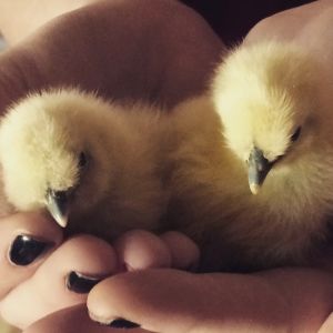 Juliet and Stella - Silkies - 4 days old