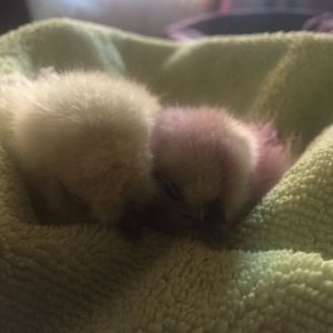 Juliet (white) and Stella (purple) - Silkies - 2 weeks old
