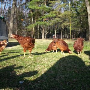 RIR's and a red star