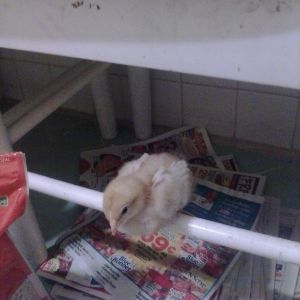 Grace was the first to roost.