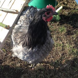 'Delilah' the blue orpington 'Hen' (who turned out to be a cockrel