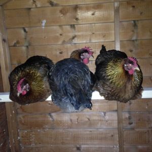 Merida, Proffessor Umbridge and Betsy taking their places on the top roost