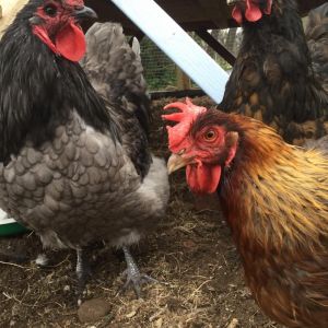 My blue orpington hen-turned-rooster Delilah (yet to be renamed), with the ex-alpha welsummer Professor Umbridge, and the black/buff orpington hen Molly