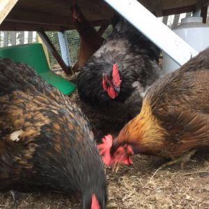 Look in the background, under the coop...