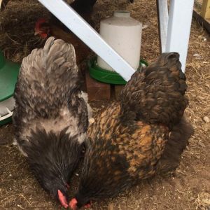 Molly and the yet-to-be-named Roo