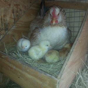 Four  babies in my first hatch. about 8 Apr15.