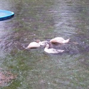 Ducks in flooded yard
