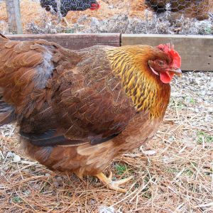 this is the hen
