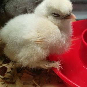 This is a white silkie, hopefully a hen, her or his name is kokoszka or Koko for short, and just got her yesterday