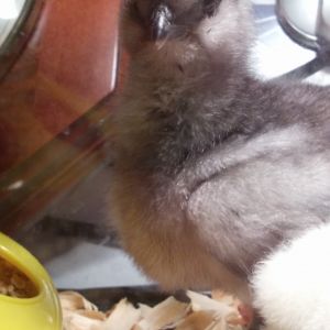 We got this one today, unknown sex. Her or his name is kochanie