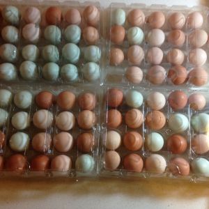Eggs for hatching