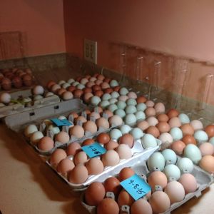 Egg sorting for hatching