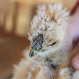 Just a hint of red in the walnut comb of this now 4-1/2 week old buff silkie. We think it's a cockerel, based on the same proven method for sexing silkie chicks that everyone else uses...THIN AIR...NADA...ZILCH.