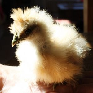 If this turns out to be a pullet, her name will be Pearl. Otherwise, meet Greg. 4-1/2 week old buff silkie. Love the crest!