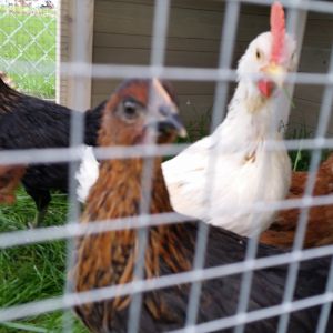 Here we have Blondie (White) but i am starting to think its a roo . . . seriously grrr
Out of 6 birds 2 are roos

On from is Deedee lil red on right is Reba and black on back is Beyonce.

You can see the tail end of Clay our other rooster.