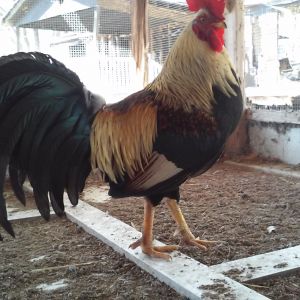 Broodcock, golden duckwing.