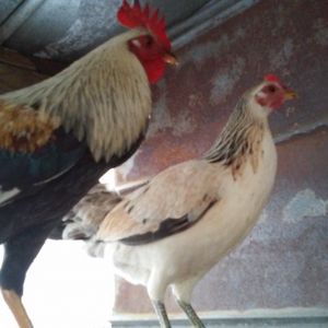 Two American Game Greys