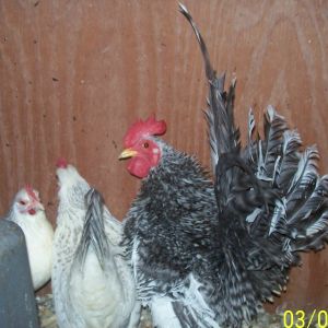 Blue mottled frizzled rooster with splash hens