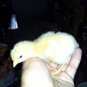 buff orpington at about 5 days
