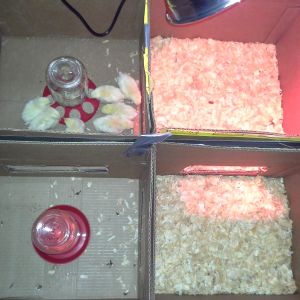 basic brooder, 4 cardboard boxes taped together and doors cut in,  heat lamp chamber, play chamber, food box & water box...