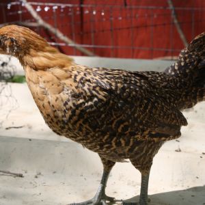 Golden Campine Pullet