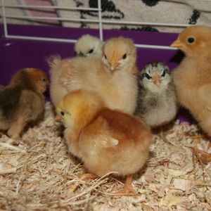 my new chicks