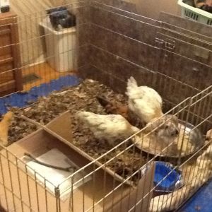 New chicks from a person who hatched them in there condo in Toronto,Ontario 
January/15
