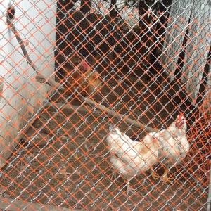 Same chickens April/15