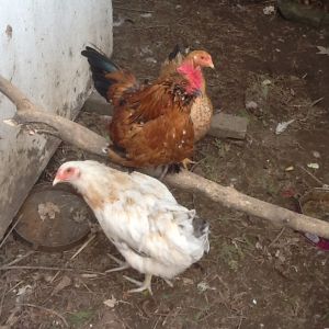 Brown one is a rooster font know what type of breads any of them are