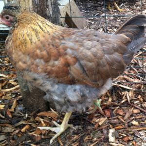 AppleMark

Cream Legbar X Black Star Pullet