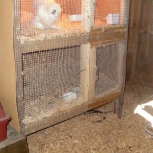 Double decker cabinet. Useful for brooding chicks, housing bachelor males, or Silkie trios.