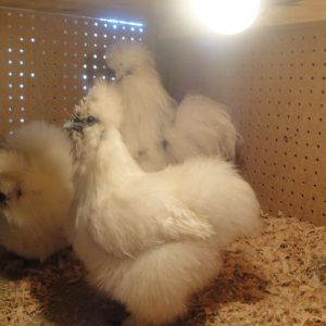 Upper cabinet level with my Paint and two white hens.