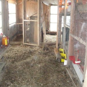 Interior of barn showing deep litter and multiple pens.