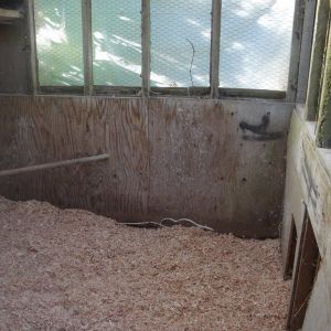 Interior of the old chick house