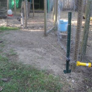 Electric fence just off the ground to deter predators on outside of runs.