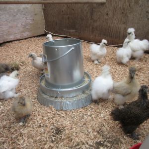 Silkies and silkie crosses growing out in the old chick house.