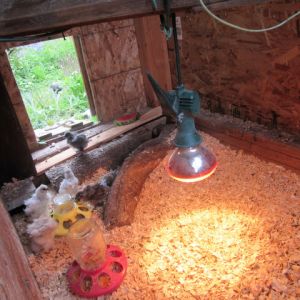 Pop door to silkie brooder open.