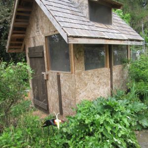 Hardware cloth covers the dormer ventilation widow. Plexi glass windows allows natural light with no fear of breakage. Cedar shingle roof is rustic and durable. Now to paint.