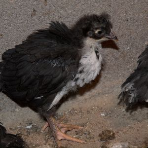 Four week old Swedish Flower Hen chick.