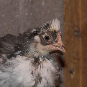 Four week old Swedish Flower Hen chick.