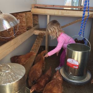 Our little four year old trying to tell the chickens what to do.