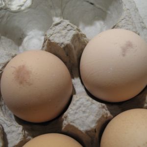 Problem shells on 4-24-15