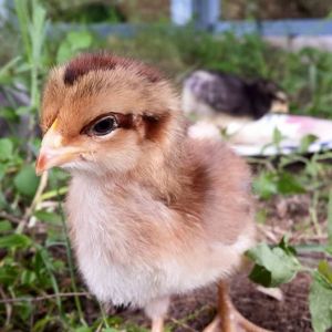 This is Deborah, out little Welsummer. She's... a bit of a ham.