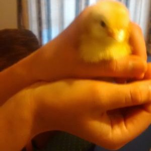 1st Chicks, 1 Day old White Leghorn 1