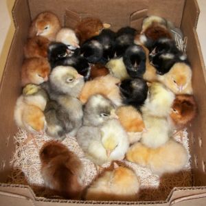1st chicks in box from the hatchery.  White leghorn, barred rock, red leghorn, and one other breed unknown (maybe australorp)