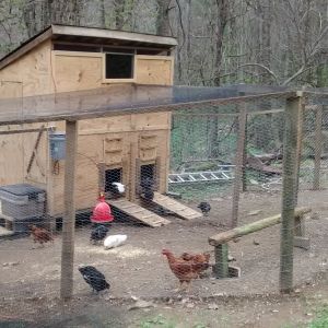 This is my finished chicken house and run.  I am able to split the house and the run in half with doors and gates to allow me to isolate chickens for breeding purposes.