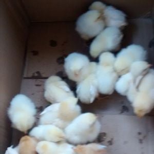 2nd Batch of chicks! 12 White leghorn pullets, 2 Golden Sexlink pullets, 6 red sexlink strait run.