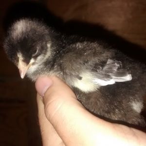 1st Bantam Chicks, about 2 inches long