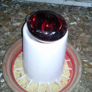 plant pot bottom tray makes a good no waster feed catcher